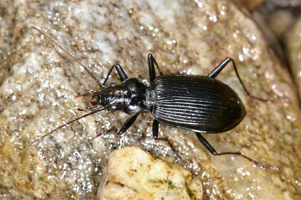 Nebria jockischii  (Carabidae)